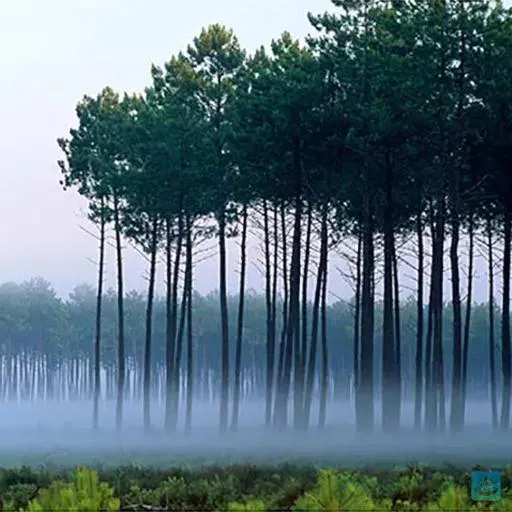 Daxtherpin, les vertus du pin des Landes
